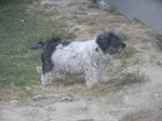 COOLPIX S1200pj, T:10/300, A:f/5.8, P:2, ISO800, F:250mm, EV:0 <br />12.06.2014 -  19:59:20
